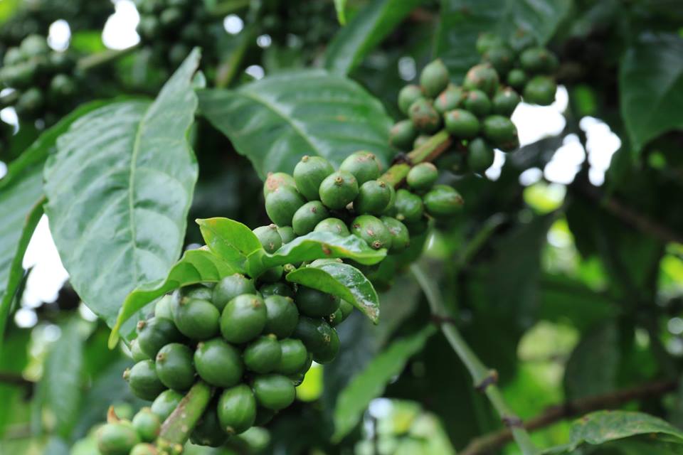 coffee coffee