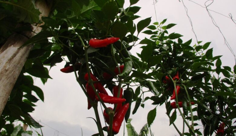How hot pepper brings cheer to farmers
