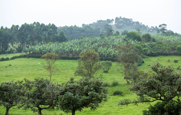 Stema-Farm-4 Stema-Farm-4