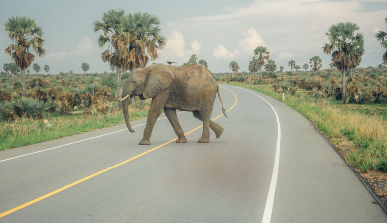 Exploring agriculture while combining a wild life excursion