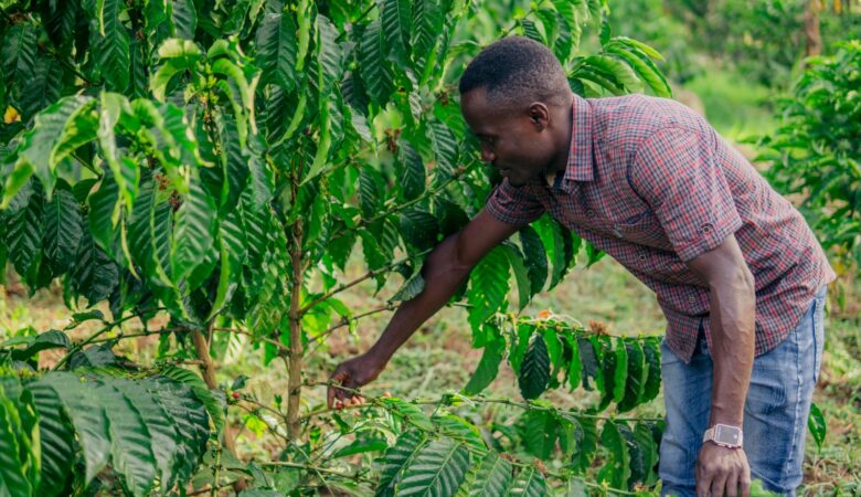 President Museveni calls for increased youth involvement in agriculture