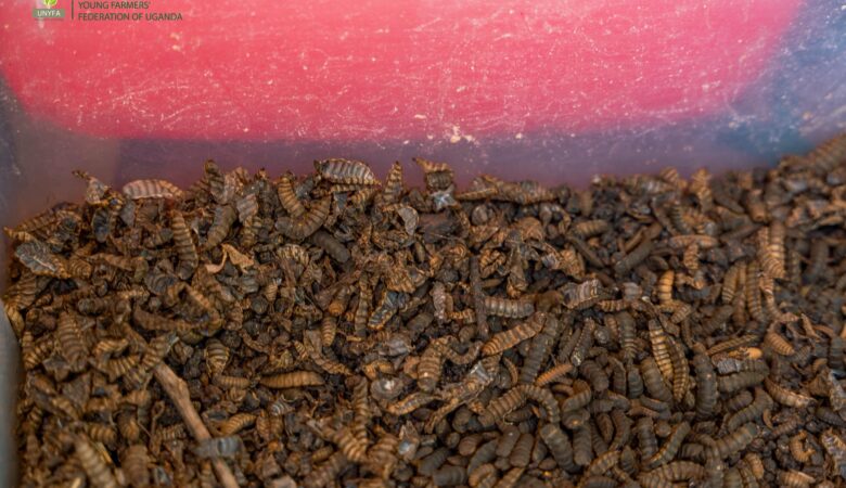 NARO-NaLIRRI unveils potential of Black Soldier Fly