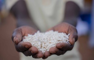 Nakasongola Young Farmers embrace cassava value addition