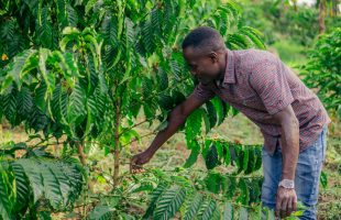 President Museveni calls for increased youth involvement in agriculture