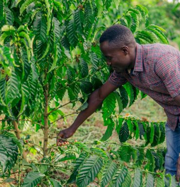 President Museveni calls for increased youth involvement in agriculture