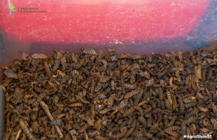 NARO-NaLIRRI unveils potential of Black Soldier Fly