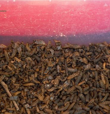 NARO-NaLIRRI unveils potential of Black Soldier Fly